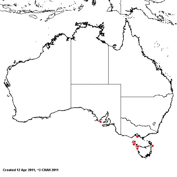 Catapodium marinum AVH 2011