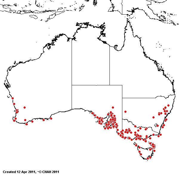 Catapodium rigidum AVH 2011
