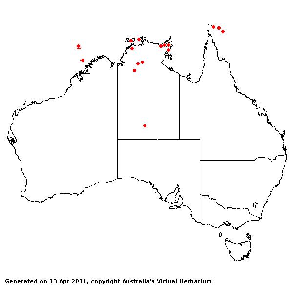 Cenchrus brownii AVH 2011