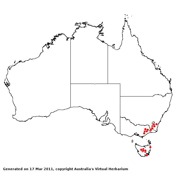 Agrostis australiensis AVH 2011