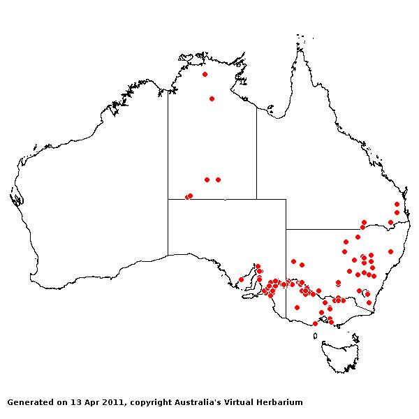 Cenchrus longispinus AVH 2011
