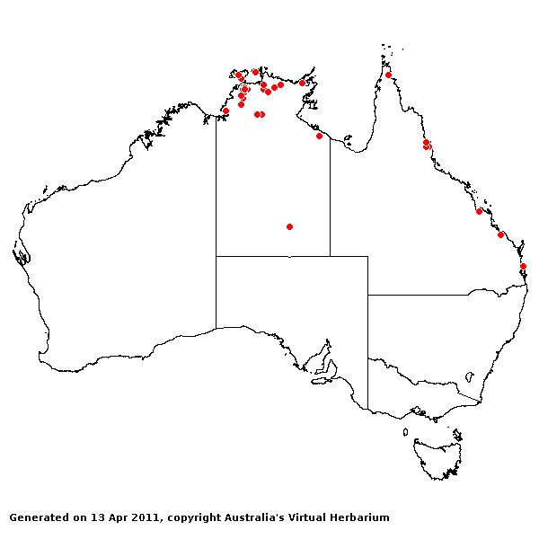 Cenchrus polystacios AVH 2011