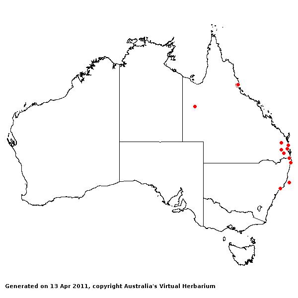 Cenchrus robustus AVH 2011