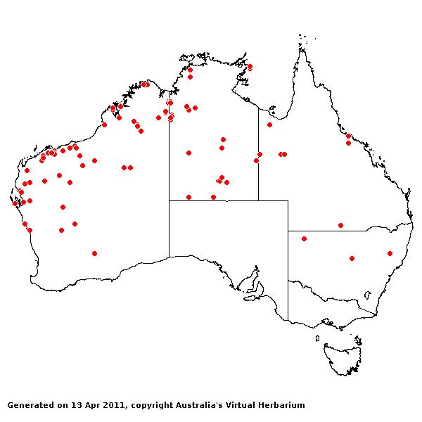Cenchrus setigerus AVH 2011