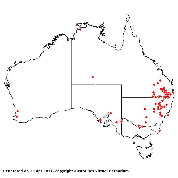 Cenchrus spinifex AVH 2011