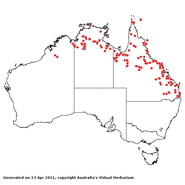 Chionachne cyathopoda AVH 2011