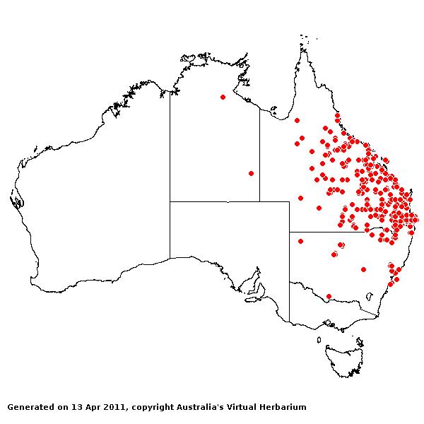 Chloris divaricata AVH 2011