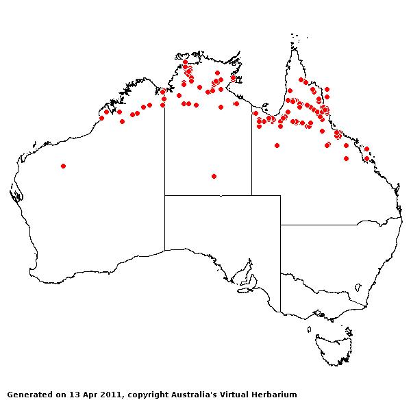 Chloris lobata AVH 2011
