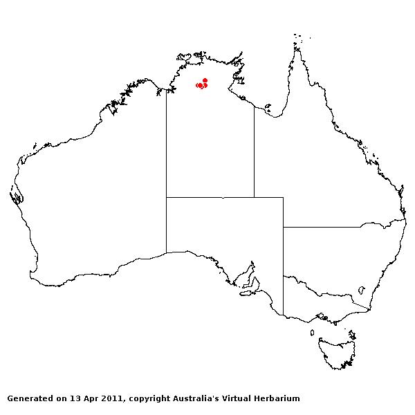 Clausospicula extensa AVH 2011