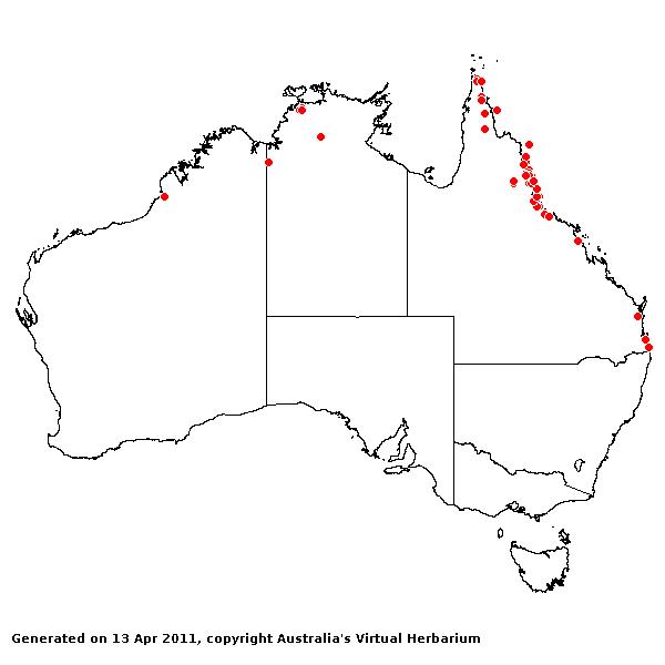 Chrysopogon aciculatus AVH 2011
