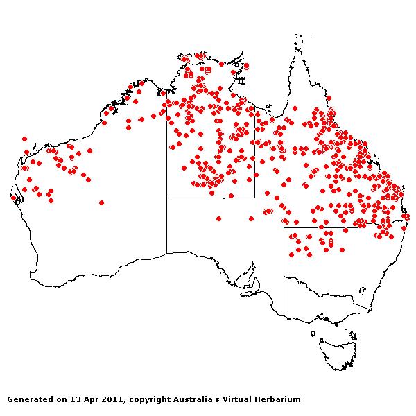 Chrysopogon fallax AVH 2011