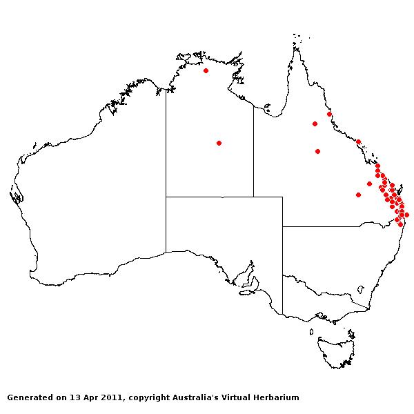 Chrysopogon sylvaticus AVH 2011