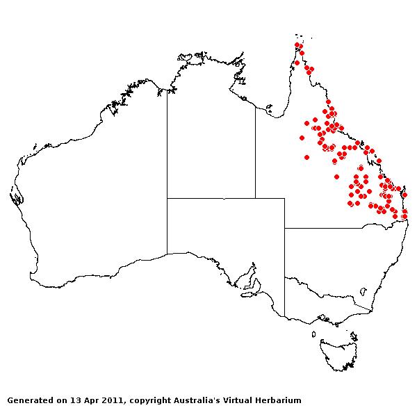 Cleistochloa subjuncea AVH 2011