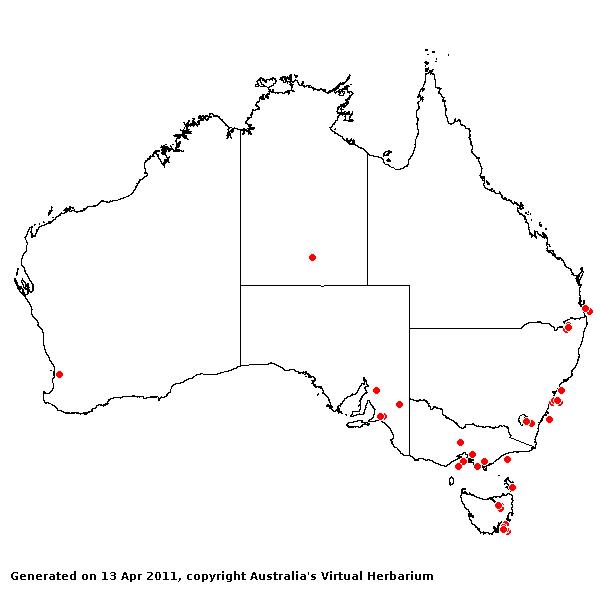 Cortaderia selloana AVH 2011
