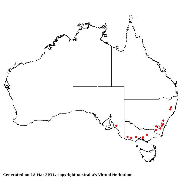 Amphipogon pithogastrus AVH 2011