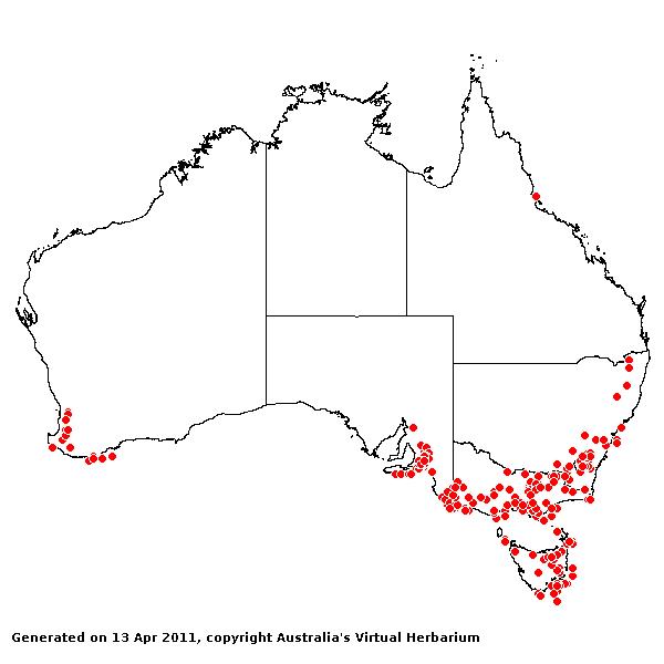 Cynosurus echinatus AVH 2011