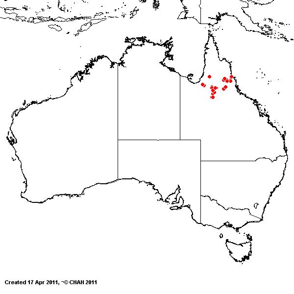 Ectrosia gulliveri AVH 2011