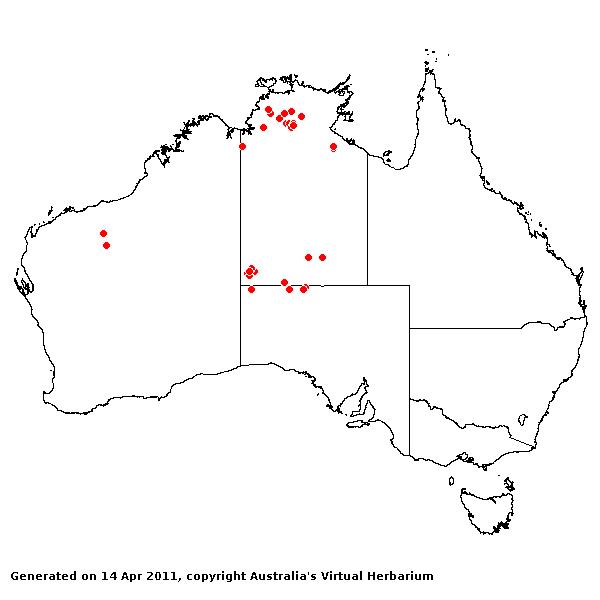 Cymbopogon dependens AVH 2011