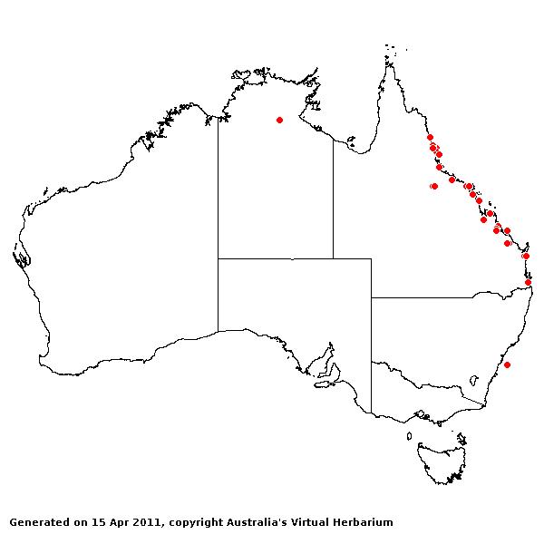 Echinochloa dietrichiana AVH 2011