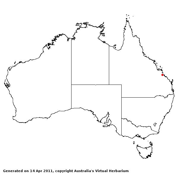 Cymbopogon martinii AVH 2011