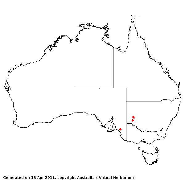 Echinochloa lacunaria AVH 2011