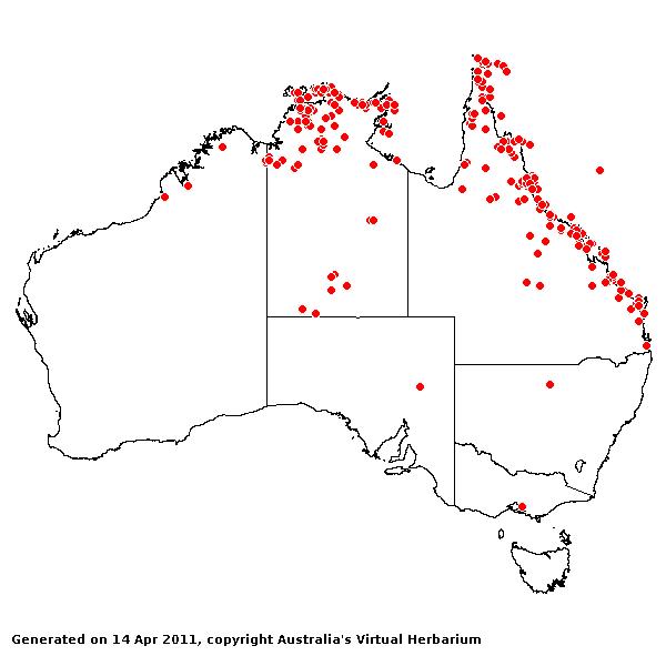 Dactyloctenium aegyptium avh