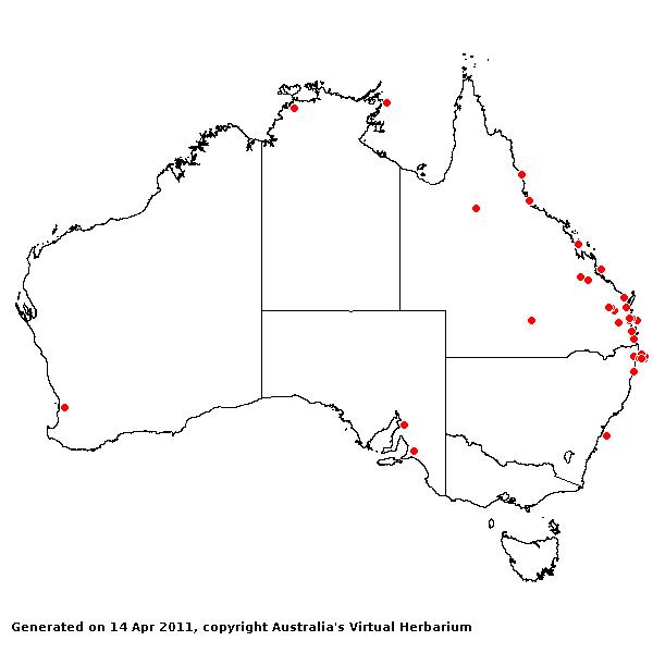 Dactyloctenium australe AVH 2011