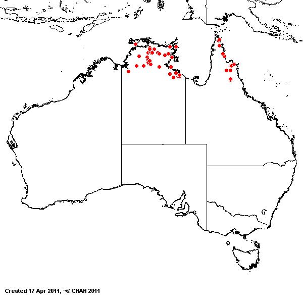 Ectrosia laxa AVH 2011