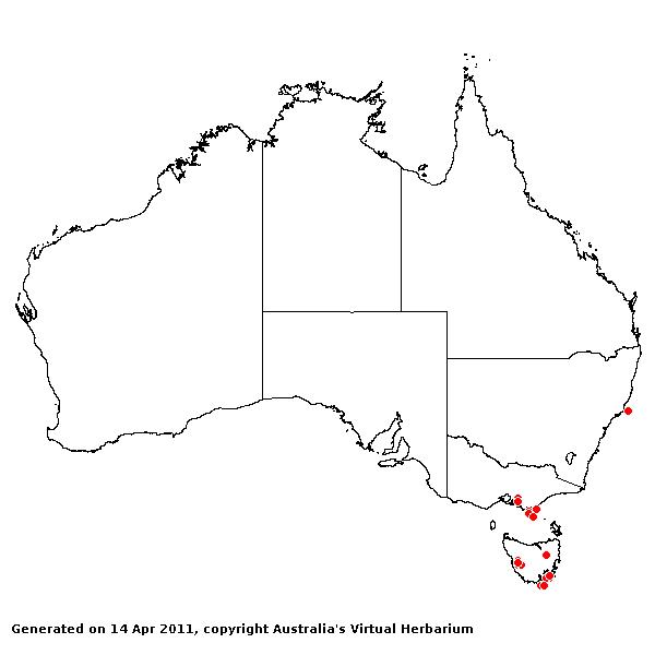 Danthonia decumbens AVH 2011
