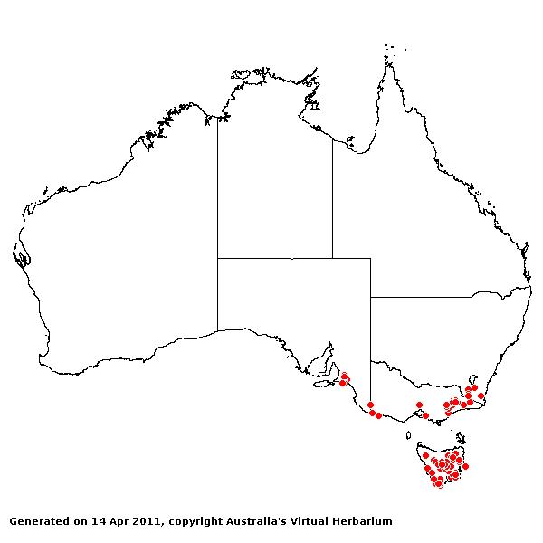 Deschampsis cespitosa AVH 2011