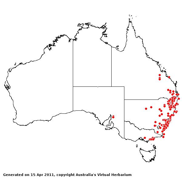 Echinopogon cheelii AVH 2011