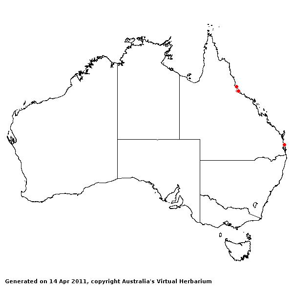 Dichanthium caricosum AVH 2011