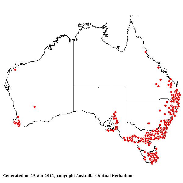 Echinopogon ovatus AVH 2011