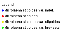 M. Stipoides