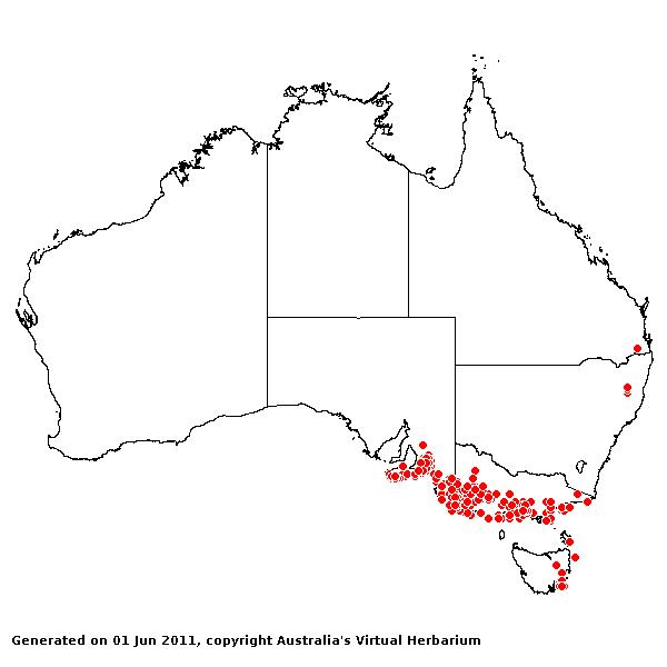 Rytidospermum geniculatum AVH 2011