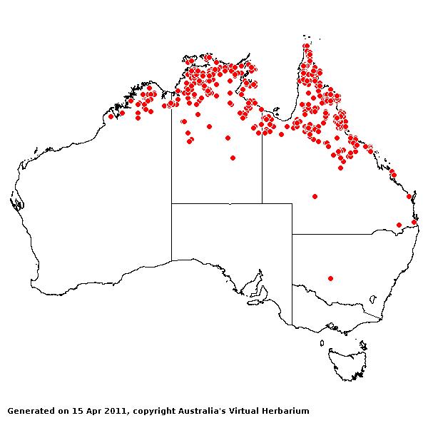 Ectrosia leporina avh