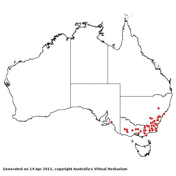 Dichelachne hirtella AVH 2011