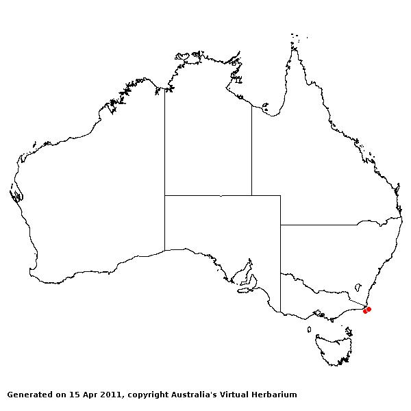 Deyeuxia ramosa AVH 2011