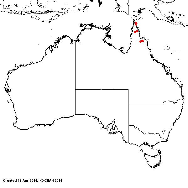 Ectrosia ovata AVH 2011