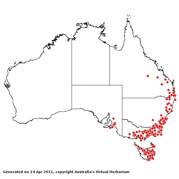 Dichelachne rara avh
