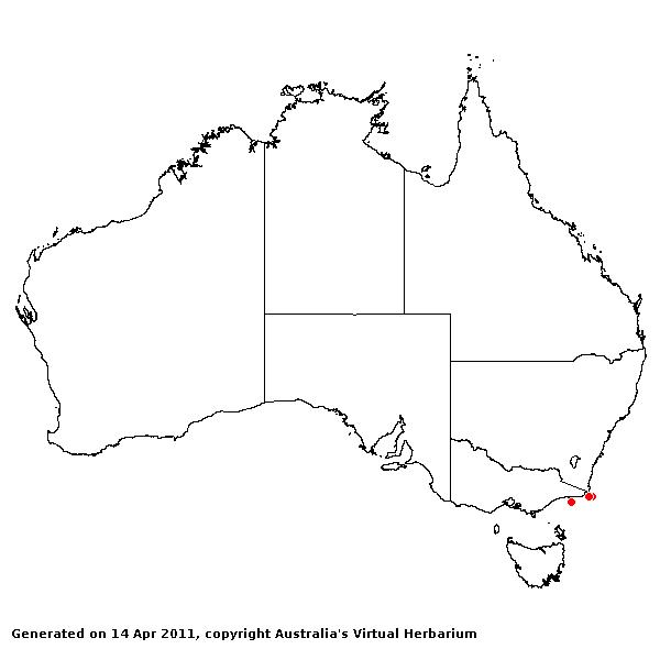 Dichelachne robusta AVH 2011