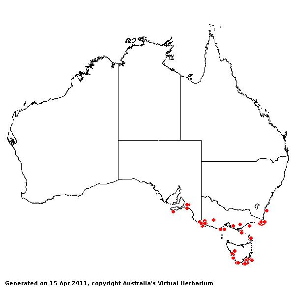 Deyeuxia minor AVH 2011