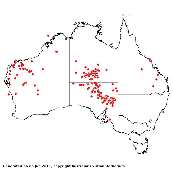 Setaria dielsii AVH 2011