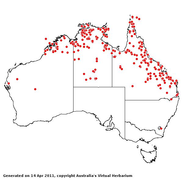 Digitaria bicornis AVH 2011