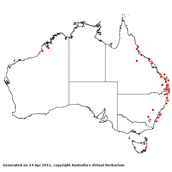 Digitaria didactyla AVH 2011