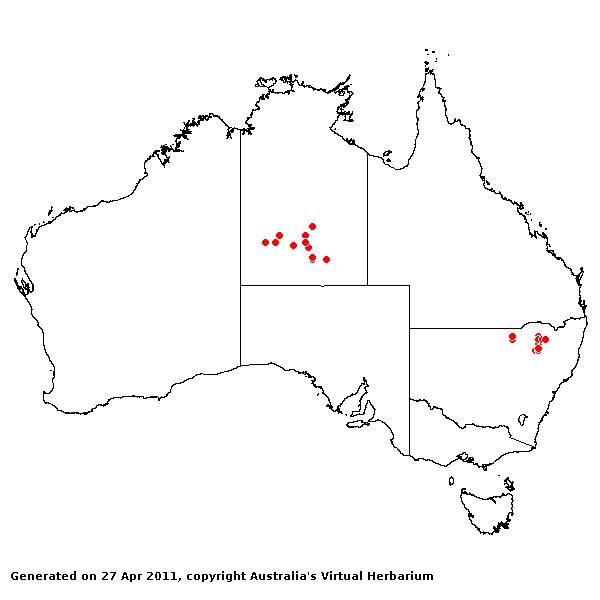 Eragrostis trichophora AVH 2011