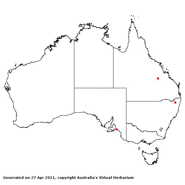Eragrostis superba AVH 2011