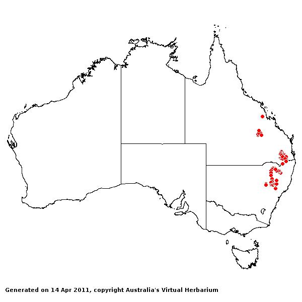 Digitaria porrecta AVH 2011