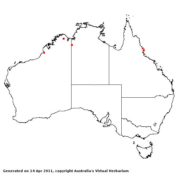 Digitaria radicosa AVH 2011
