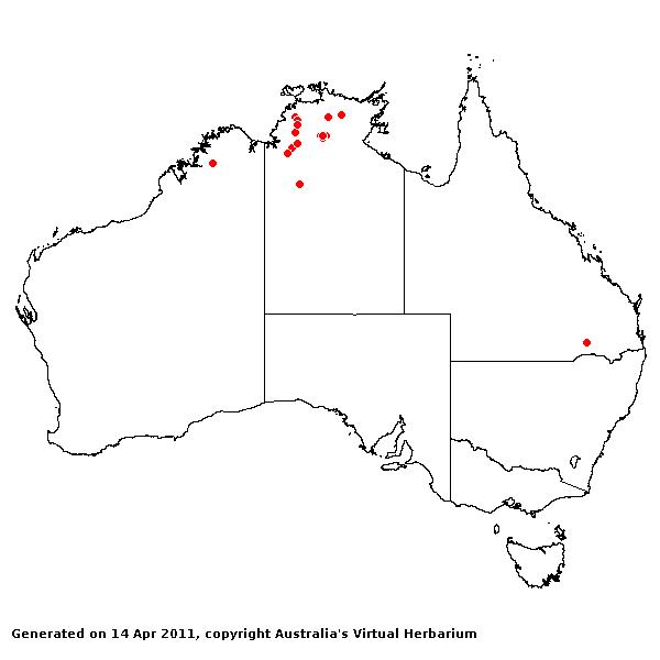 Digitaria stenostachya avh